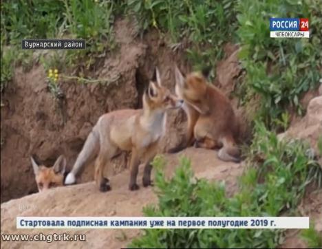 В республике проводят иммунизацию лис В республике проводят иммунизацию лис
