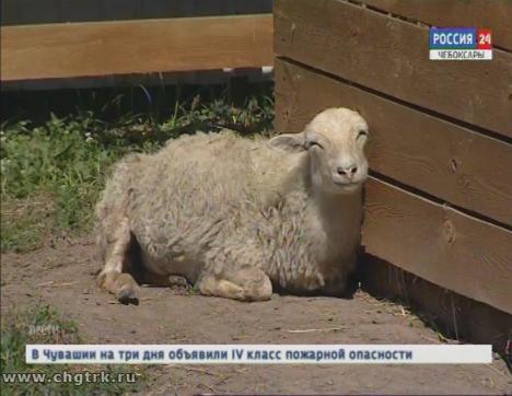 Питомцы чебоксарского зооуголка спасаются от жары водными процедурами и «мороженым» Питомцы чебоксарского зооуголка спасаются от жары водными процедурами и «мороженым»