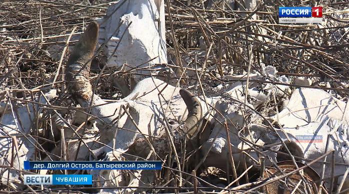 В одной из деревень Батыревского района поля соседствуют со скотомогильниками и свалкой бытовых отходов В одной из деревень Батыревского района поля соседствуют со скотомогильниками и свалкой бытовых отходов