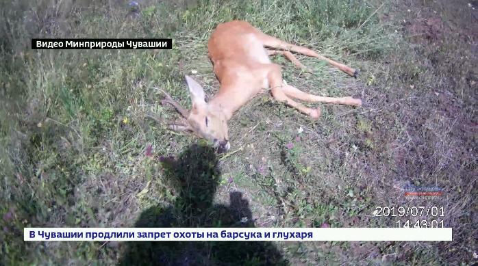 Заблудившуюся в Чебоксарах косулю вывезли в Чебоксарский район Заблудившуюся в Чебоксарах косулю вывезли в Чебоксарский район