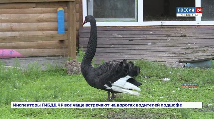 Зооуголок в парке имени Андрияна Николаева перешёл на осенне-зимний режим работы Зооуголок в парке имени Андрияна Николаева перешёл на осенне-зимний режим работы