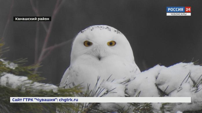  Уникальное явление: в Чувашию прилетели погостить полярные совы 