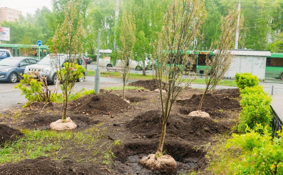 В Чебоксарах высадят 1174 кустарника и 302 дерева
В Чебоксарах высадят 1174 кустарника и 302 дерева