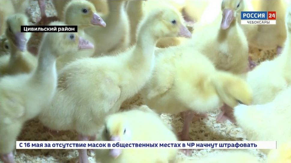 Цивильские птицеводы рассказали о работе в условиях COVID-19 Цивильские птицеводы рассказали о работе в условиях COVID-19
