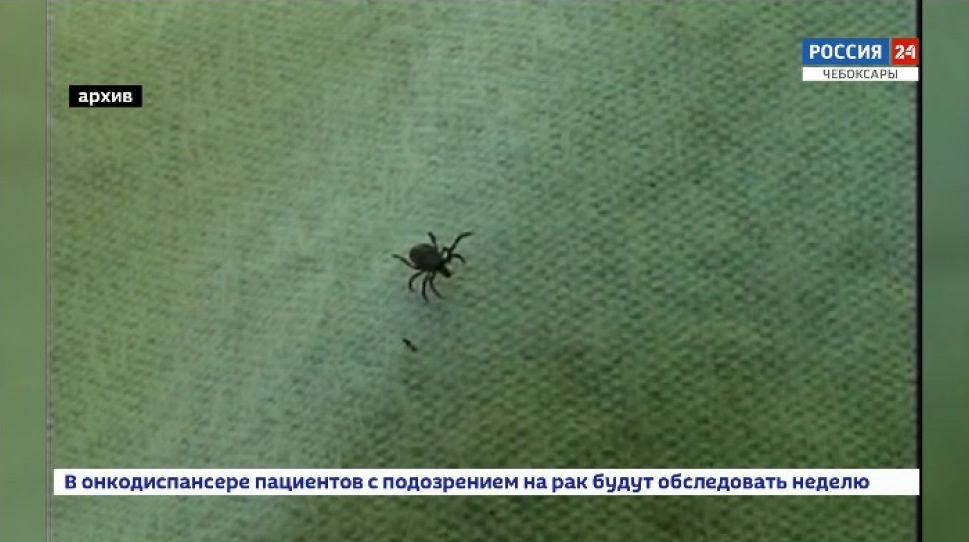От укусов клещей в Чувашии в апреле-мае пострадали 130 человек. От укусов клещей в Чувашии в апреле-мае пострадали 130 человек.