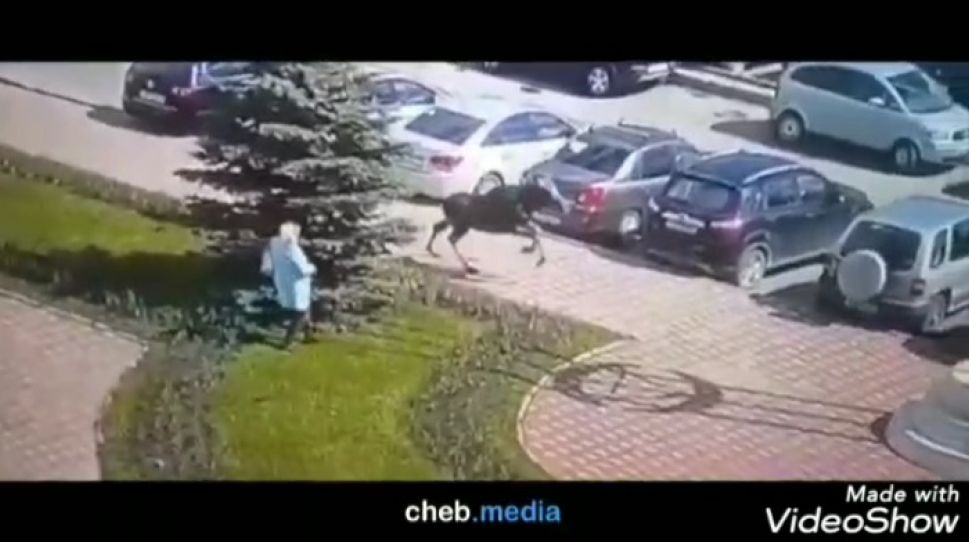 Из-за коронавируса Чебоксары очистились настолько, что в город вернулись лоси Из-за коронавируса Чебоксары очистились настолько, что в город вернулись лоси
