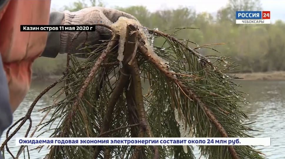 В Чувашии восстанавливают популяцию промысловых рыб В Чувашии восстанавливают популяцию промысловых рыб