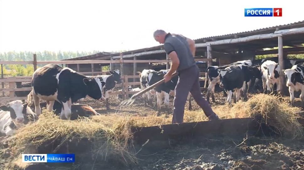 Килти хушма хуҫалӑхра ӗне усракансене патшалӑх укҫа тӳлеме пуҫланӑ Килти хушма хуҫалӑхра ӗне усракансене патшалӑх укҫа тӳлеме пуҫланӑ