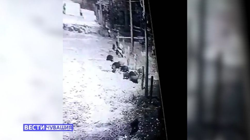 В Чебоксарах снова замечены кабаны, гуляющие по городу В Чебоксарах снова замечены кабаны, гуляющие по городу