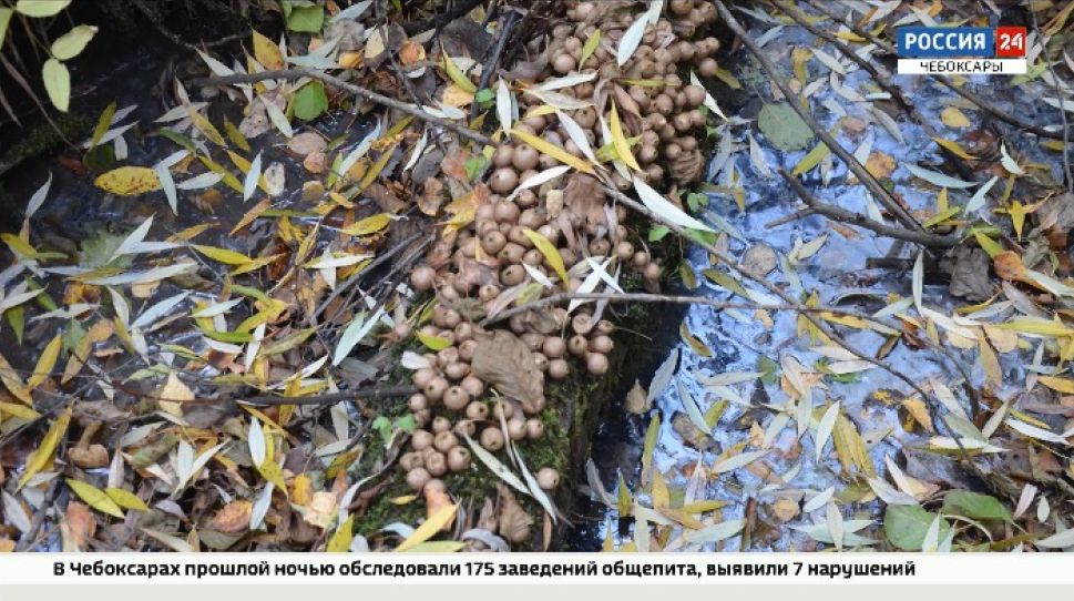 В Чувашии обнаружили загадочный гибрид гриба и животного В Чувашии обнаружили загадочный гибрид гриба и животного