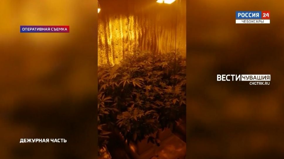 Чебоксарец вырастил в сарае 26 кустов конопли Чебоксарец вырастил в сарае 26 кустов конопли