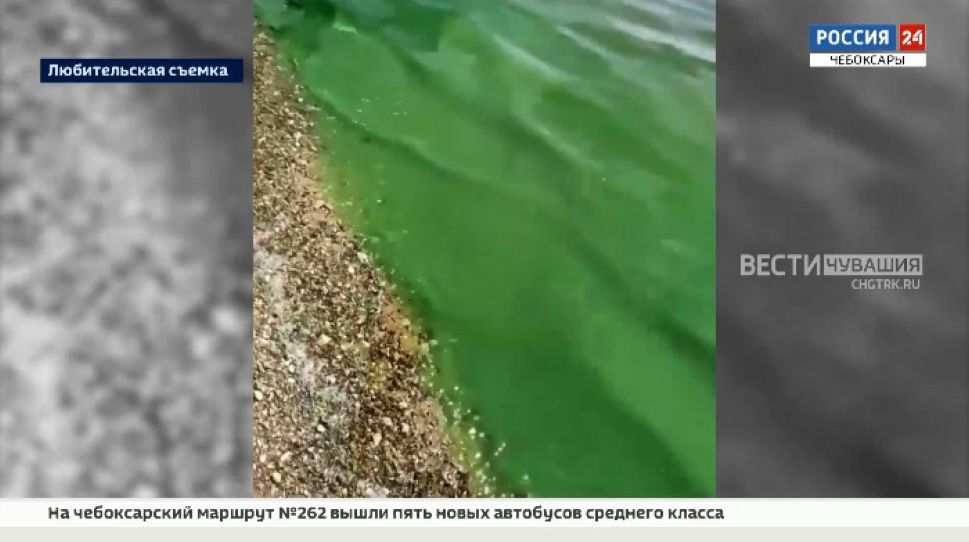 Колонии сине-зеленых водорослей заполонили Волгу в Чувашии Колонии сине-зеленых водорослей заполонили Волгу в Чувашии