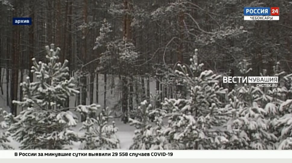 В предновогодний период в Чувашии усилят охрану хвойных деревьев В предновогодний период в Чувашии усилят охрану хвойных деревьев