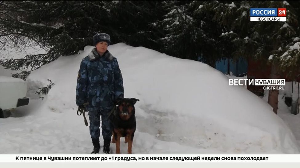В паре с Оскаром: в Чувашии работает единственная женщина-кинолог В паре с Оскаром: в Чувашии работает единственная женщина-кинолог