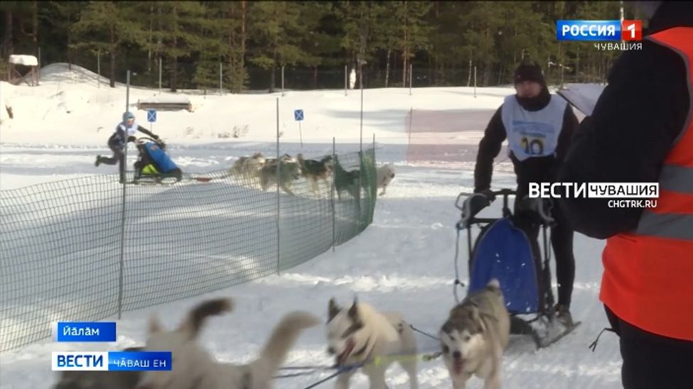Чӑваш Енре 2-мӗш хут "Нартӑван" ятпа йытӑсене кӳлсе ӑмӑртакансен уявӗ иртрӗ