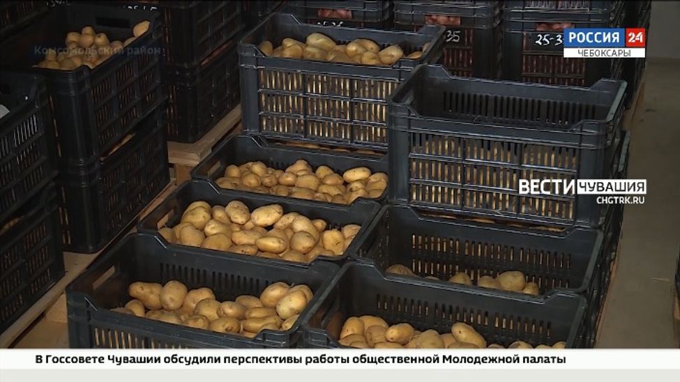К 2023 году аграрии Чувашии планируют полностью отказаться от импортных семян картофеля К 2023 году аграрии Чувашии планируют полностью отказаться от импортных семян картофеля