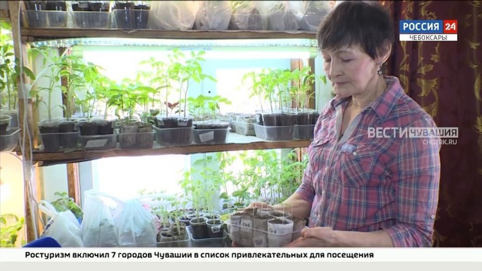 Чебоксарка создала томатную плантацию, где собрала более 150 сортов 