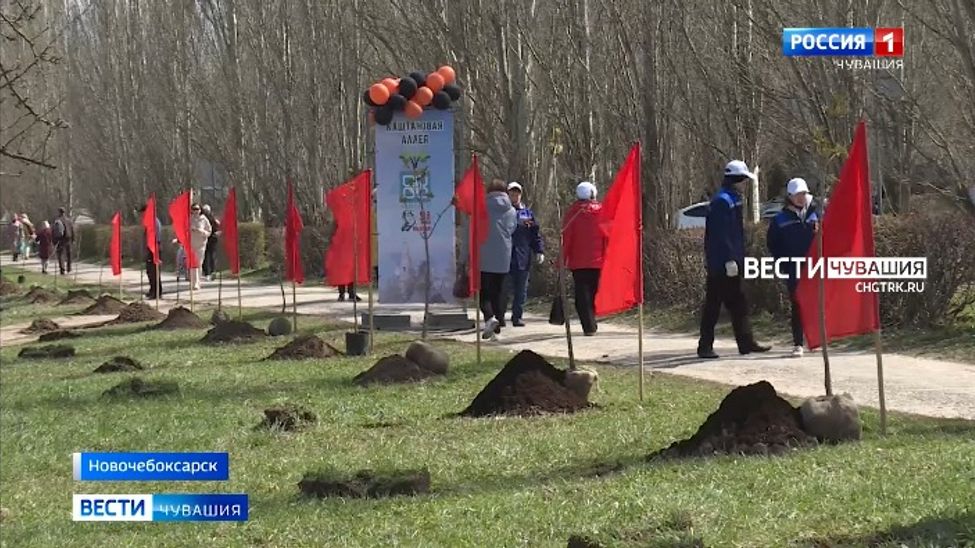 В Новочебоксарске появилась Каштановая аллея В Новочебоксарске появилась Каштановая аллея