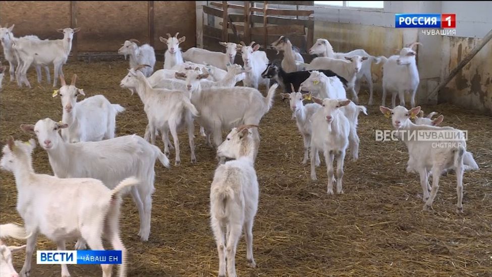 Ял хуҫалӑх министерстви грант илме тивӗҫлисен ячӗсене пӗлтернӗ Ял хуҫалӑх министерстви грант илме тивӗҫлисен ячӗсене пӗлтернӗ
