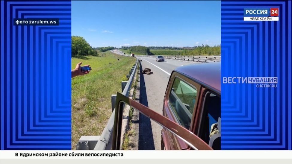 В Чувашии жертвами ночного ДТП стали 2 лося В Чувашии жертвами ночного ДТП стали 2 лося