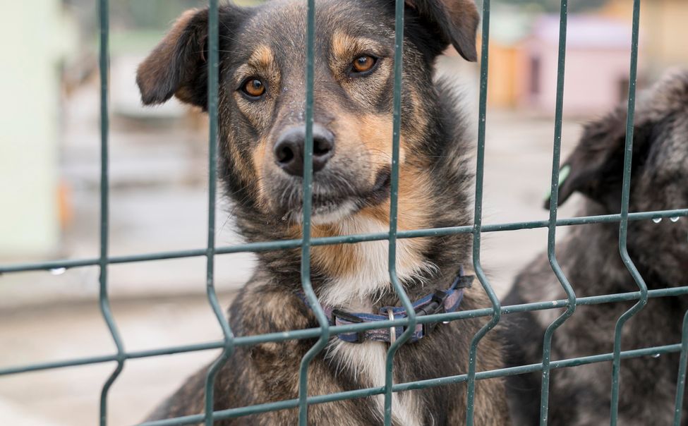 За 2022 год в Чебоксарах отловили порядка 300 безнадзорных собак