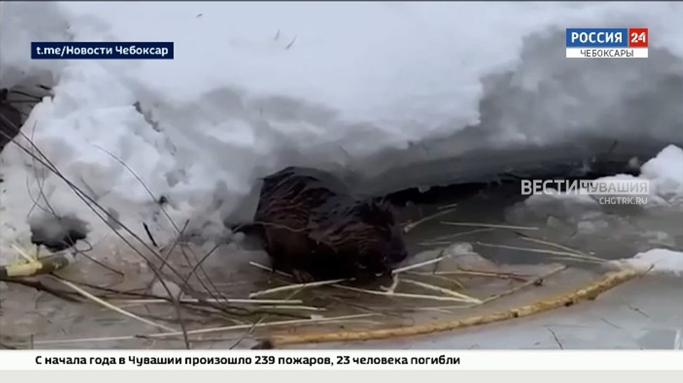 В Чебоксарах бобры начали выходить к людям