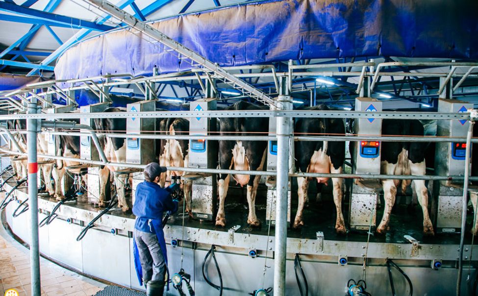 В Чувашии определят лучшего оператора машинного доения коров