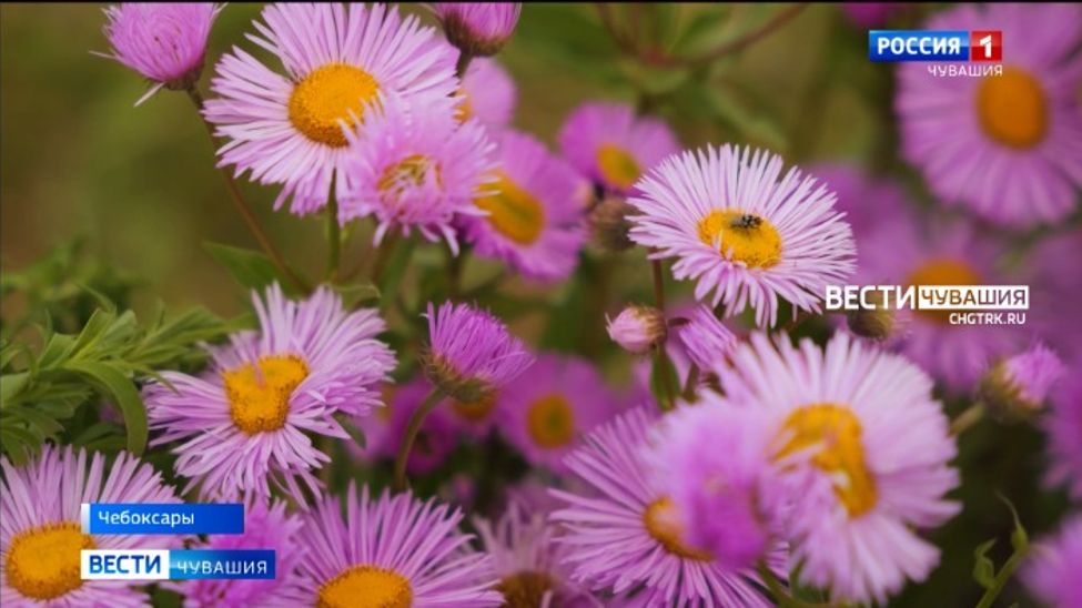 26 июня в Чебоксарах у монумента Матери откроется городской фестиваль цветов