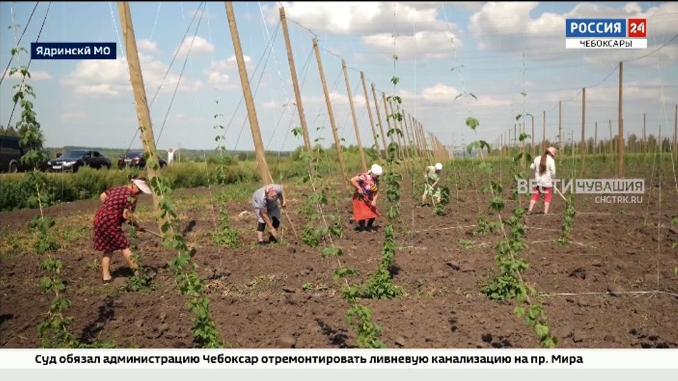 В Чувашии площади под «зеленое золото» увеличились еще на 10 гектаров В Чувашии площади под «зеленое золото» увеличились еще на 10 гектаров