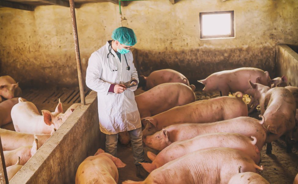С начала года в Чувашии вакцинировано более 304 тысяч голов против классической чумы свиней