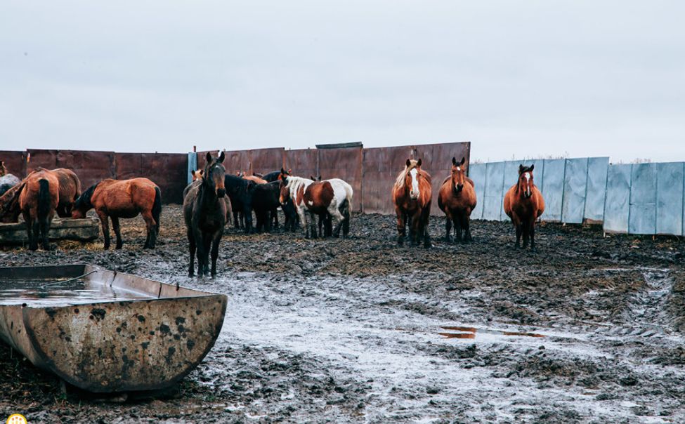 В Чувашии производится более 10% российской конины