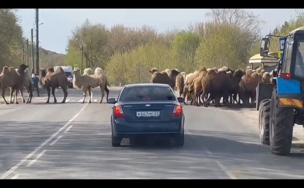 Жители Козловки удивились стаду верблюдов, переходившему дорогу