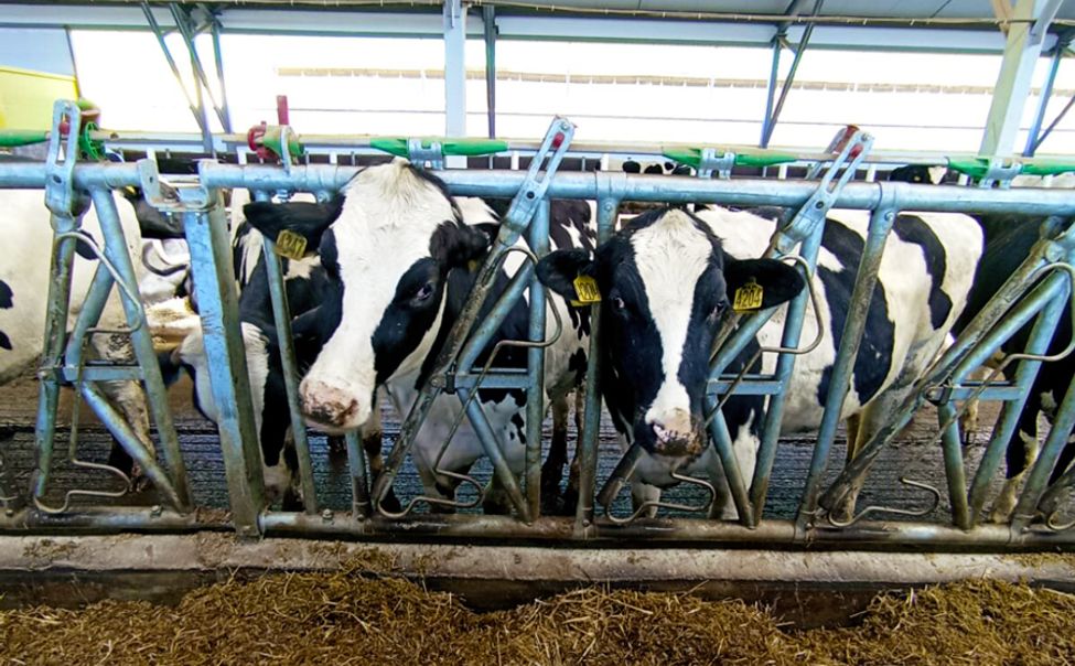 За год сельхозорганизации Чувашии увеличили поголовье коров на 5,6%