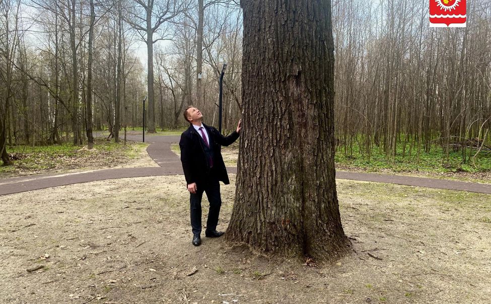 "Дуб Петра Великого" из Шумерли поборется за звание "Российское дерево года"