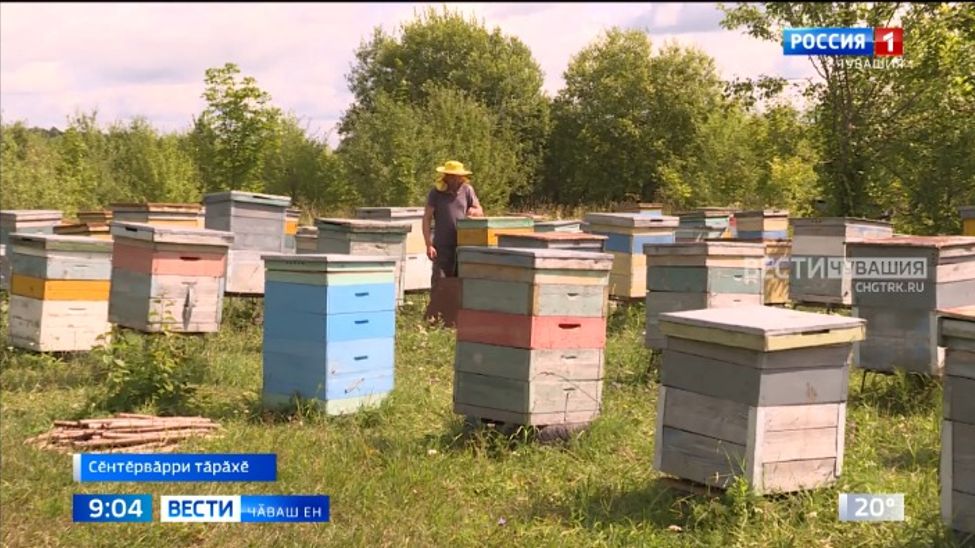 Чӑваш Енри 7 муниципалитетра вӗлле хурчӗсем йышлӑ вилнине ҫирӗплетнӗ Чӑваш Енри 7 муниципалитетра вӗлле хурчӗсем йышлӑ вилнине ҫирӗплетнӗ