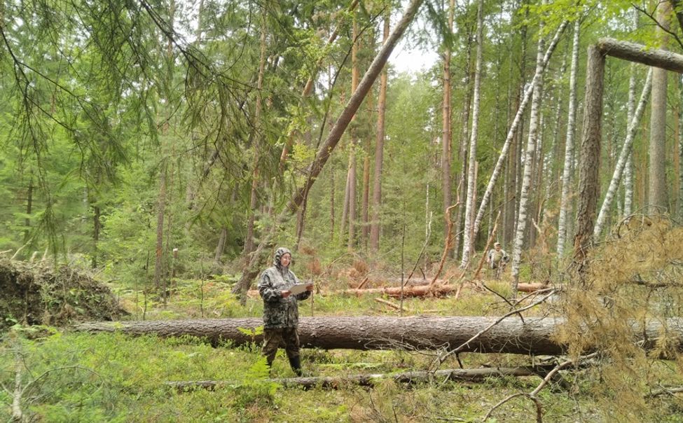 За год Центр защиты леса Чувашии обследовал порядка 200 участков лесничеств