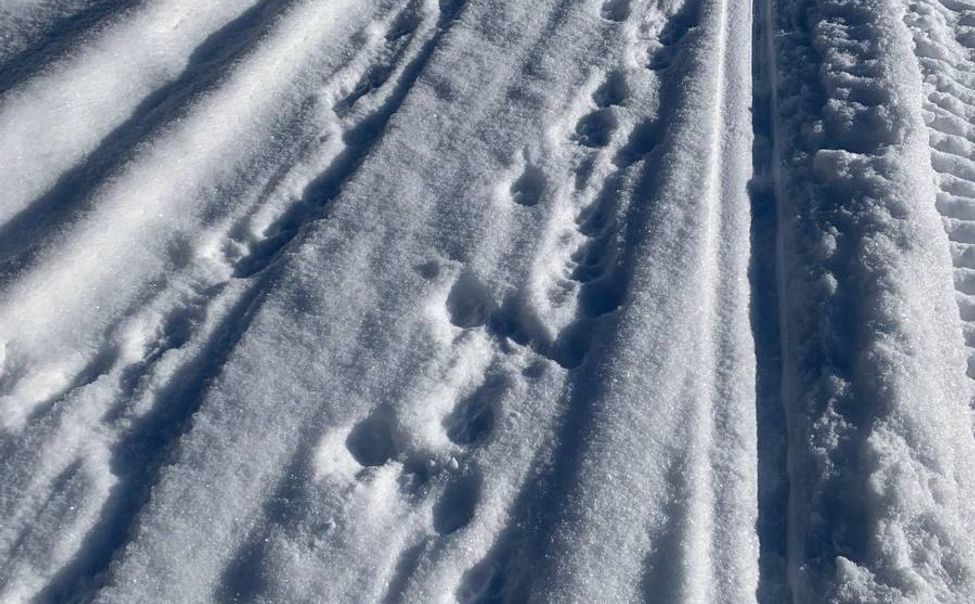 В Чувашии продолжается зимний учет зверей