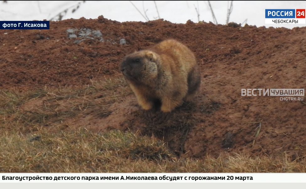 В Чувашии вышли из спячки первые сурки