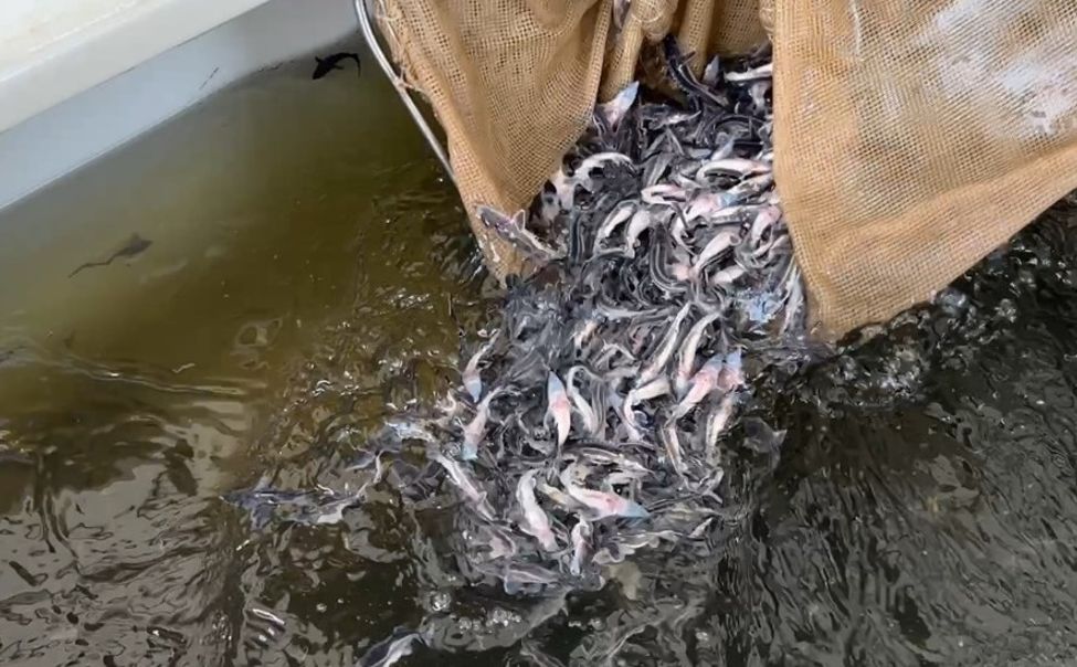 В Чебоксарское водохранилище выпущено более 23 тыс. мальков краснокнижной стерляди