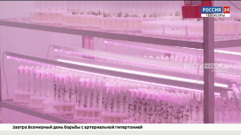 Три сельхозтехникума Чувашии в этом году начнут заниматься хмелеводством Три сельхозтехникума Чувашии в этом году начнут заниматься хмелеводством