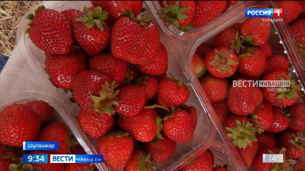 Пӗр-пӗрин ҫитӗнӗвӗсемпе паллашрӗҫ, пӗлӗвне те пуянлатрӗҫ