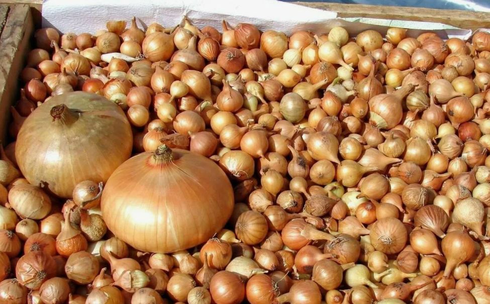 Чувашия отправила 80 тонн лука-севка в Беларусь