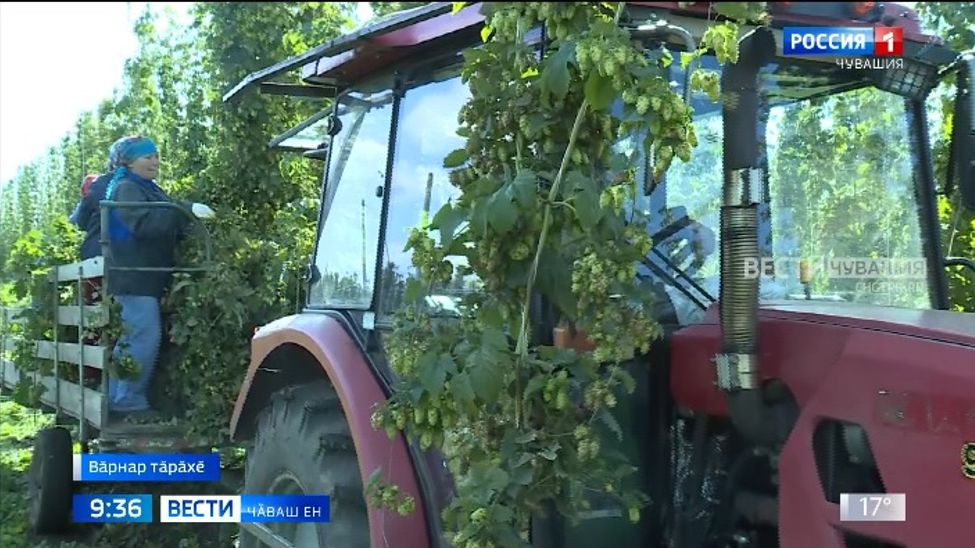 Кӗр кунӗпе тырӑ пуссисемпе танах хӑмла плантацийӗсем те пушанса пыраҫҫӗ