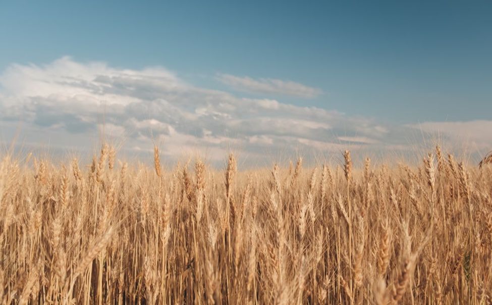 В Чувашии поддерживают элитное семеноводство субсидиями