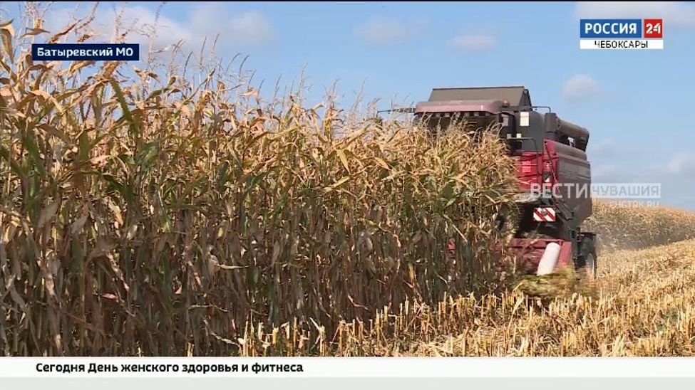 Батыревский округ в передовиках: убрано 100 % зерновых и зернобобовых 
