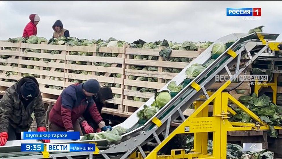 Хӑш-пӗр сорта йӑран ҫинченех сутлӑха ӑсатаҫҫӗ