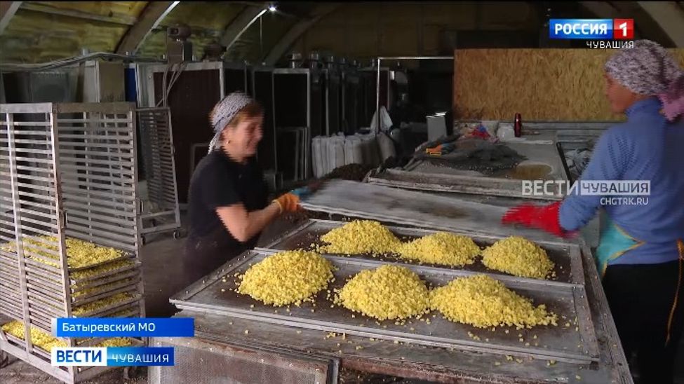 Традиции и патриотизм: в Батыревском округе успешно работает цех по переработке картофеля