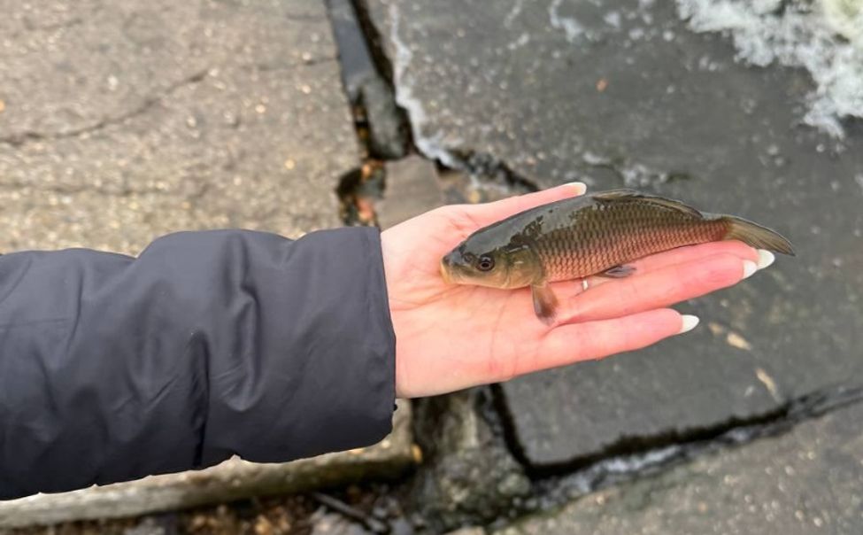 В акваторию Чебоксарского водохранилища выпустили более 12 тысяч мальков сазана