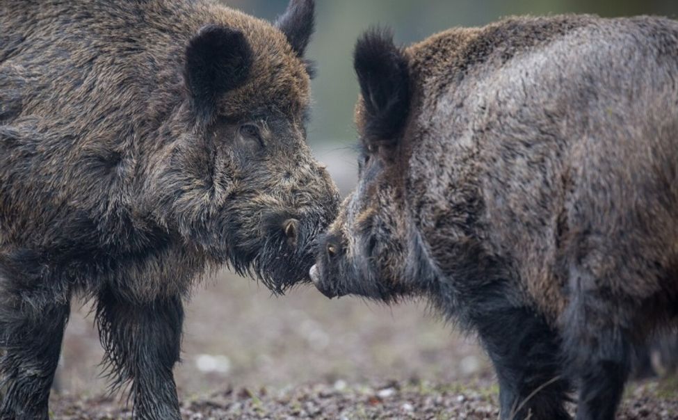 В Чувашии за год в ДТП погибло почти 60 диких животных