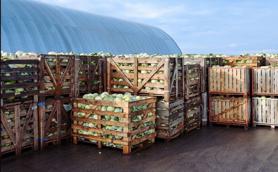 Благодаря нацпроекту в Ядринском округе открыли овощехранилище на 2400 тонн